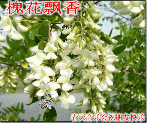行香子：槐花