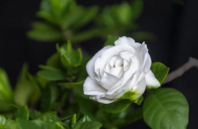 栀子花开代表什么意思