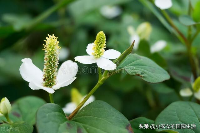 10种“神仙草”，春天采摘正当时，味道鲜美，还有益健康