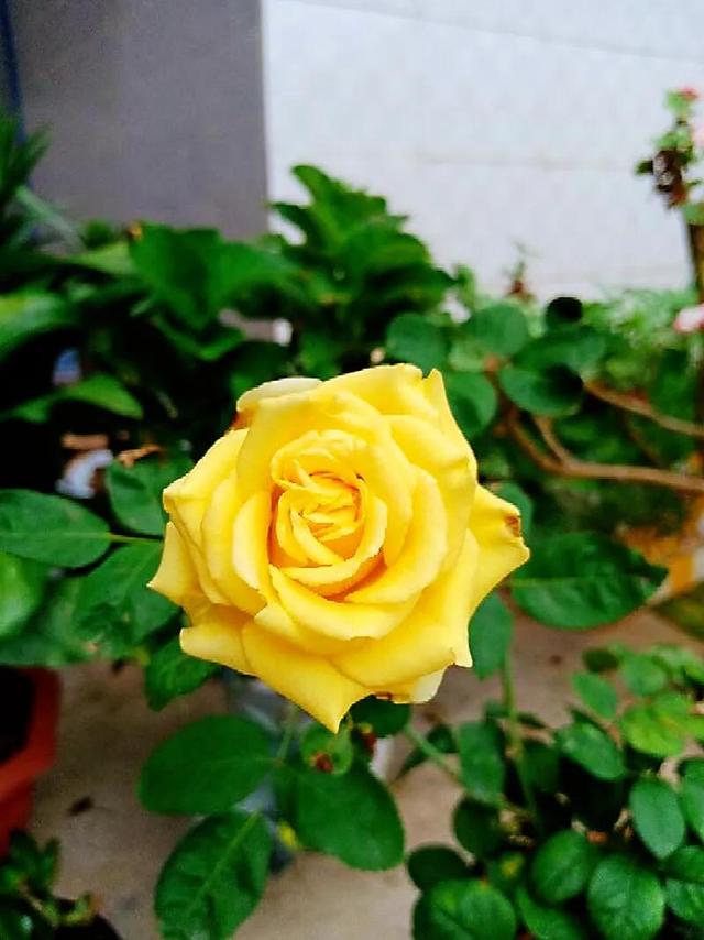 金香玉～灌木切花月季