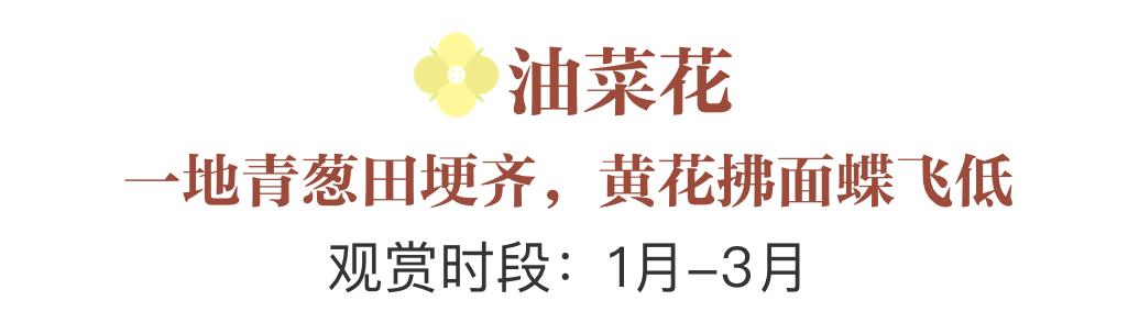 誰說春天才有花看？這份中國冬日賞花指南請查收