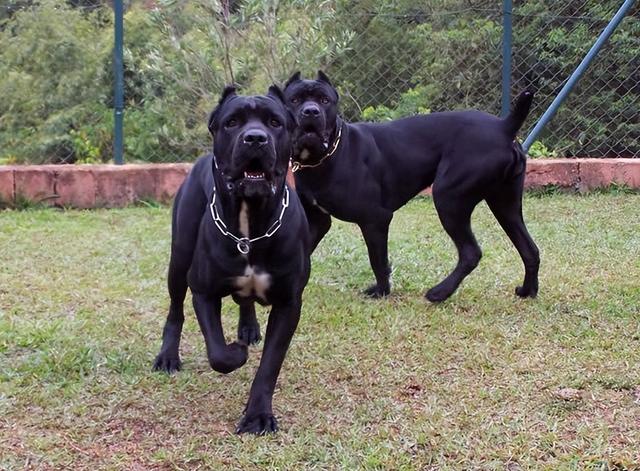 狩猎犬狩猎犬有哪些