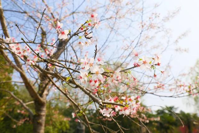 东君未老,花明柳媚「倾坐东风百媚生」