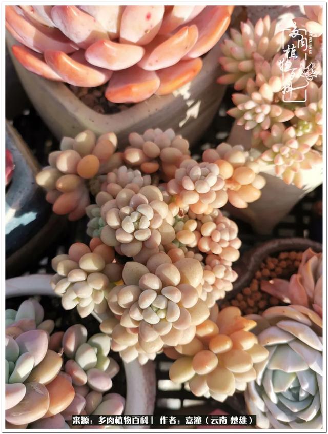 玉蝶铜芯电线价格表4平方,玉蝶铜芯线今日价格