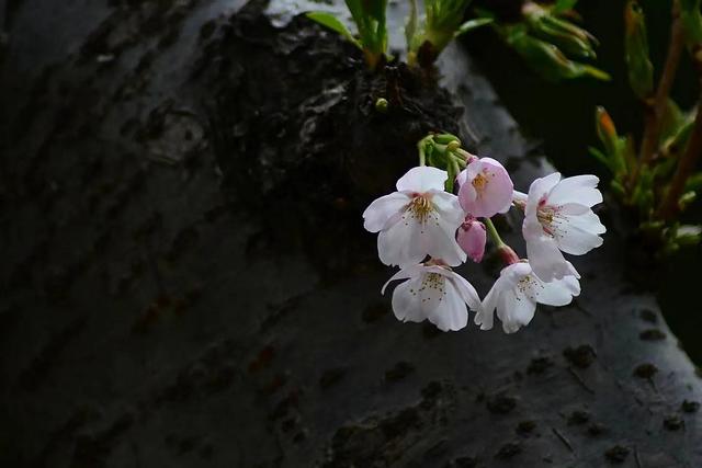 老树开花