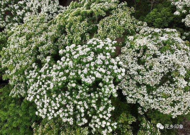 人间四月芳菲盛 桐油花开醉迷人