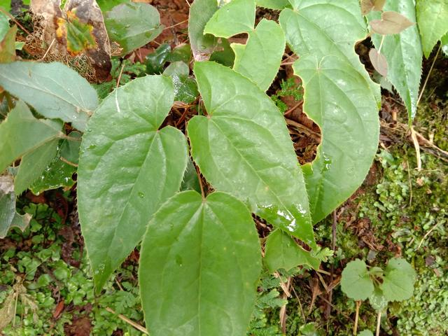 用“三枝九叶草”泡酒，祛风除湿，认识的人当“宝”挖回家