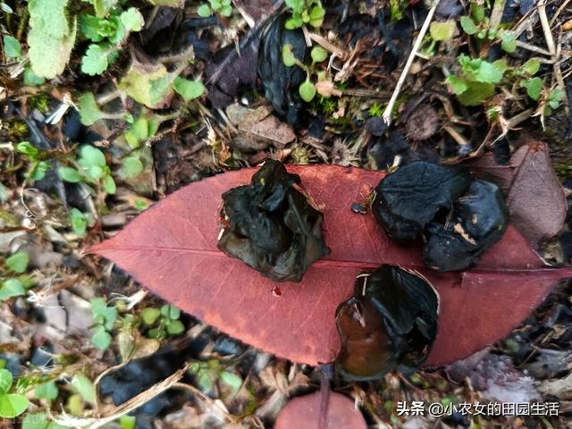 10种“神仙草”，春天采摘正当时，味道鲜美，还有益健康