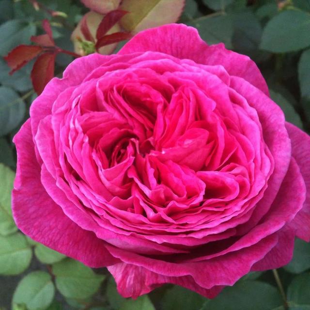 国际十大月季强香排行(强香型月季推荐) - 【聚科网】_激活码商城