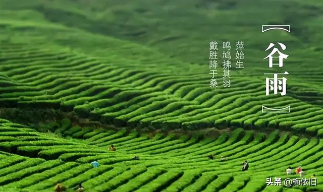 谷雨后，无论有钱没钱，都要饮一杯“降火茶”，清热去火又健康