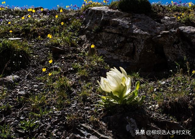 天山雪莲花