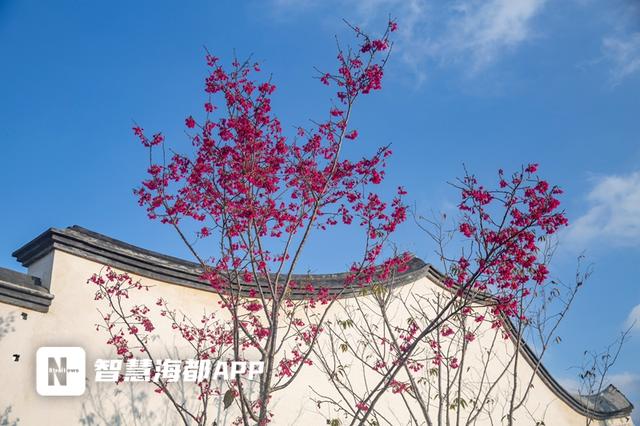 山樱 山樱（山樱树） 生活