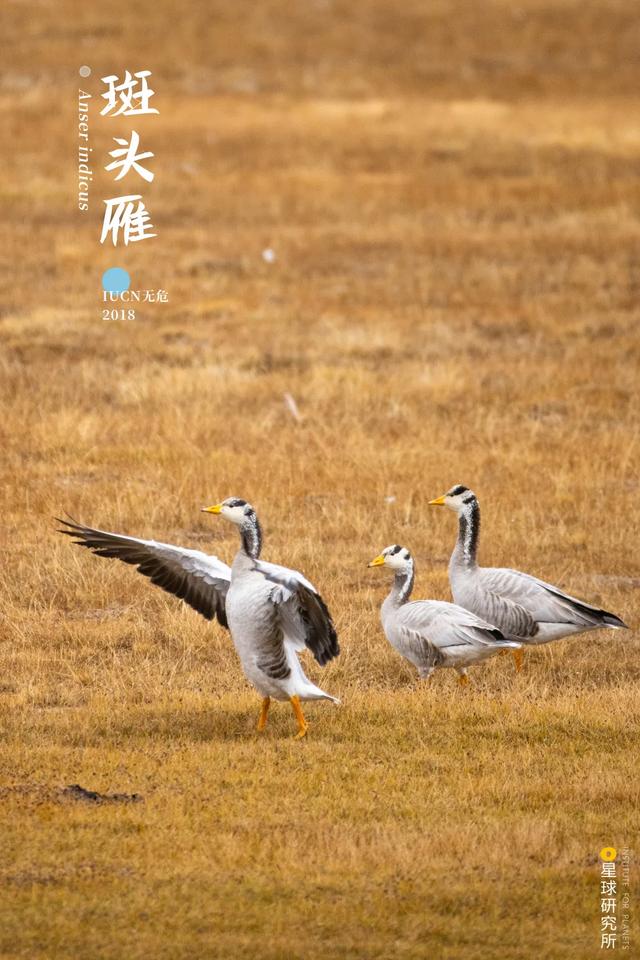 甘肃洗风化砂机哪里卖