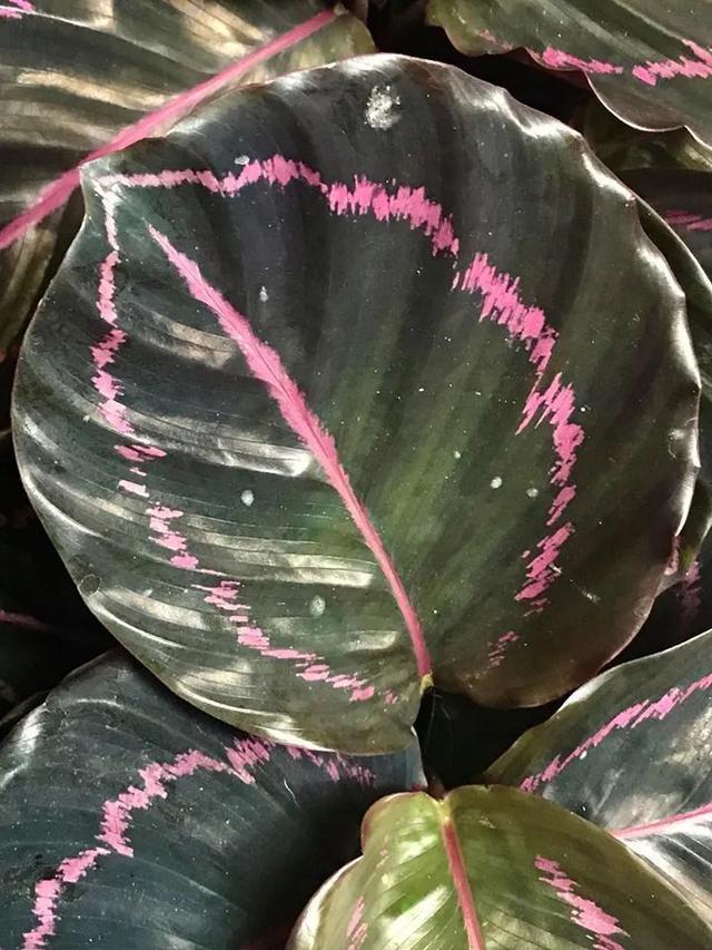 竹芋 竹芋，竹芋图片 生活