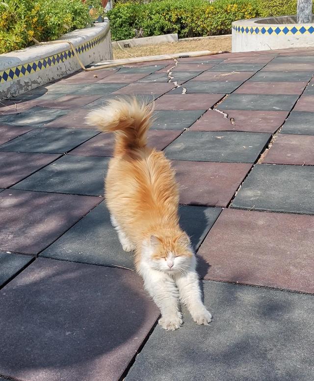 永远看不到春天的流浪小猫