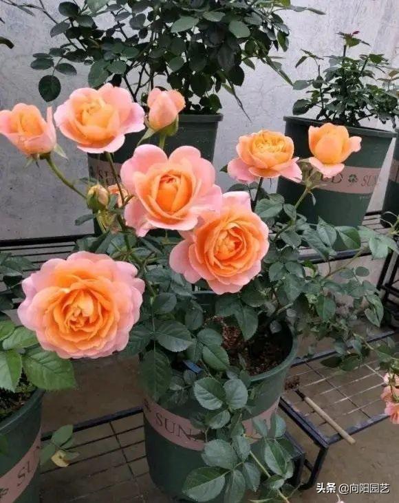 月季花的养殖方法 月季花的养殖方法（月季花的养殖方法和注意事项有哪些） 生活