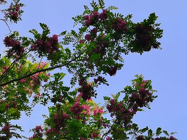 红色的槐花
