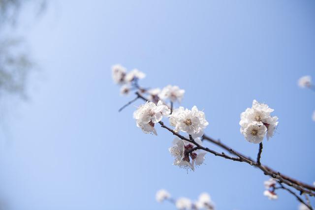 苍马山红杏枝头春意闹