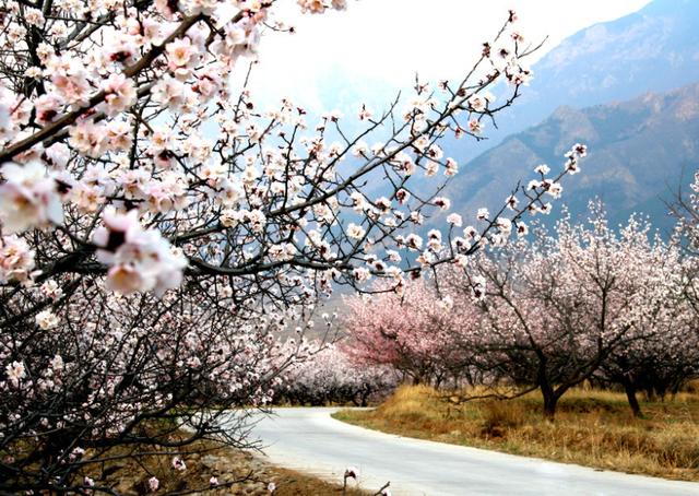 桃花杏花的诗句(描写杏花的诗句经典名句)