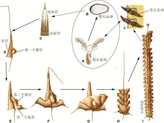 看似随手一笔 其实精确无比