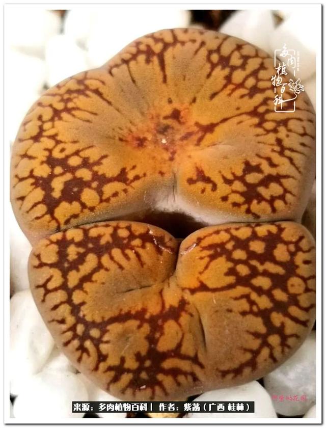 郑州新型泥土洗砂机