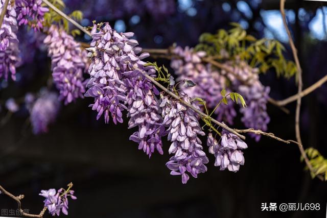 藤花前——独过静心斋