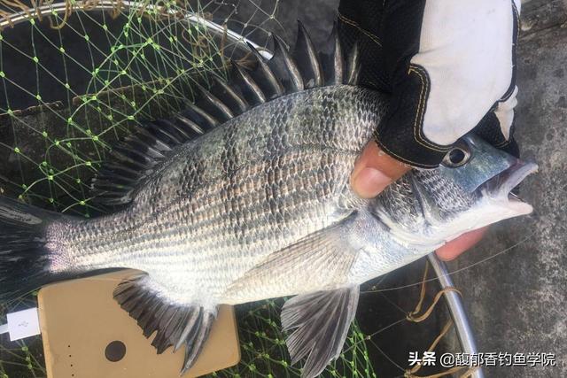 《鲈鱼用什么饵料钓最容易上钩呢（鲈鱼用什么饵料钓最容易上钩视频）》