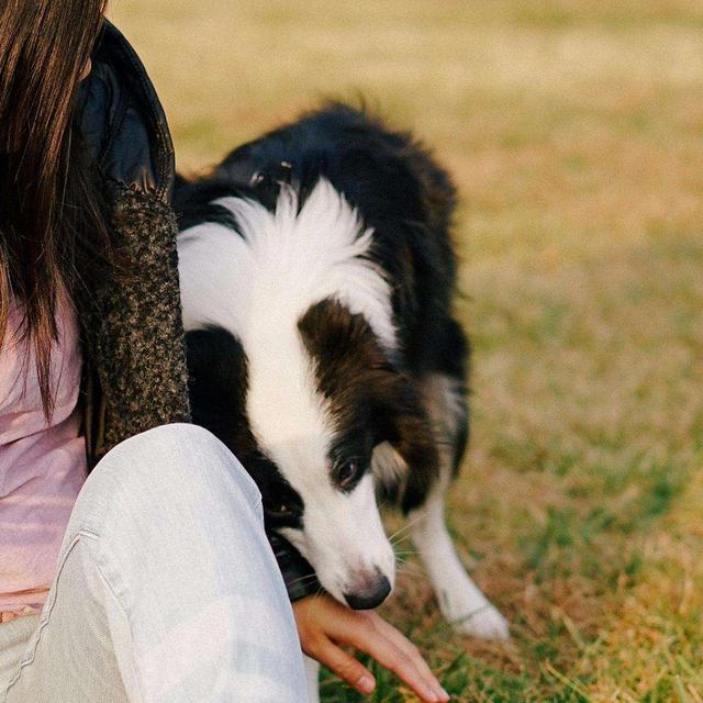 边境牧羊犬性格