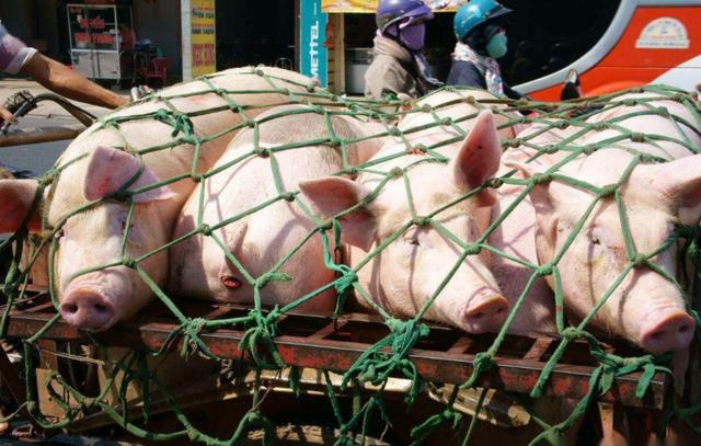 猪价跌惨，24日行情冲高“2连绿”，发生了啥？猪价还能涨吗？