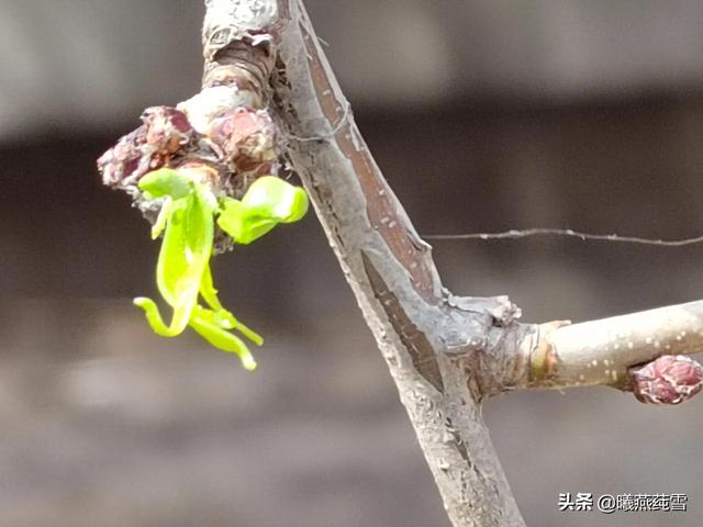 折一缕春•寄一份风