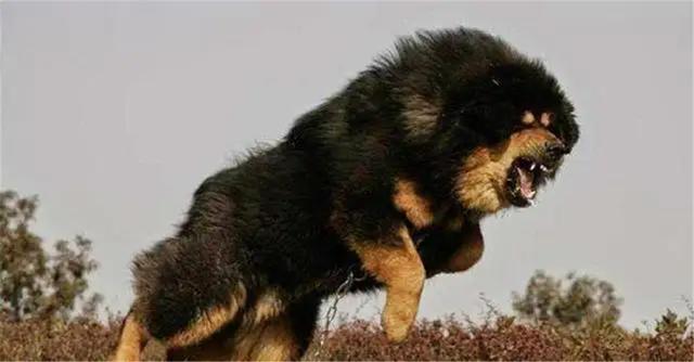 西伯利亚狼体重（西伯利亚狼犬）
