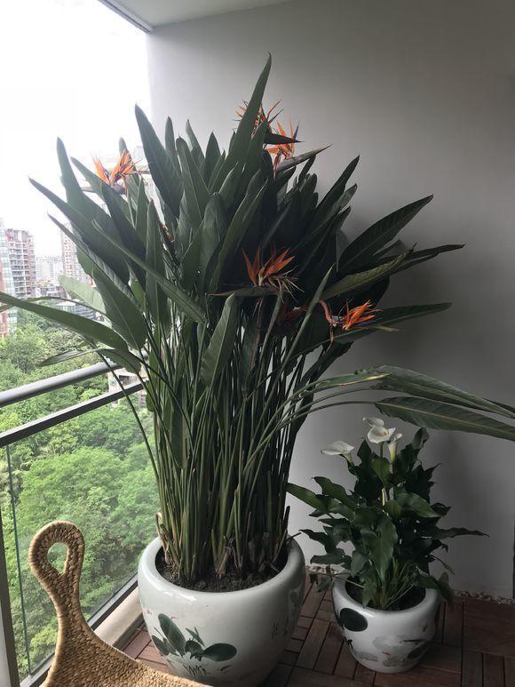 客厅最旺宅的大型植物