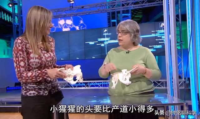 人类都是早产儿？人体的这个结构，让原本怀孕21月变成了怀胎10月