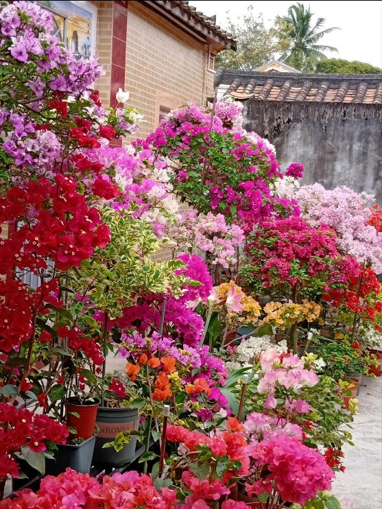 三角梅不开花 4个 催花术 逼出花芽 开成花瀑布 新闻时间