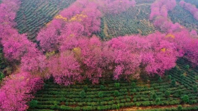 樱花的图片