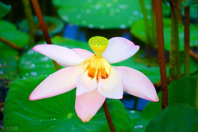 7月开什么花