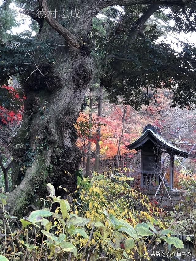 德村志成：落葉殘楓依然美麗，久違北小金本土寺