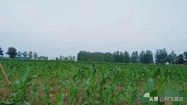 七旬老伯野外偶遇眼镜王蛇，被攻击的那一刻，看经验老伯如何保命