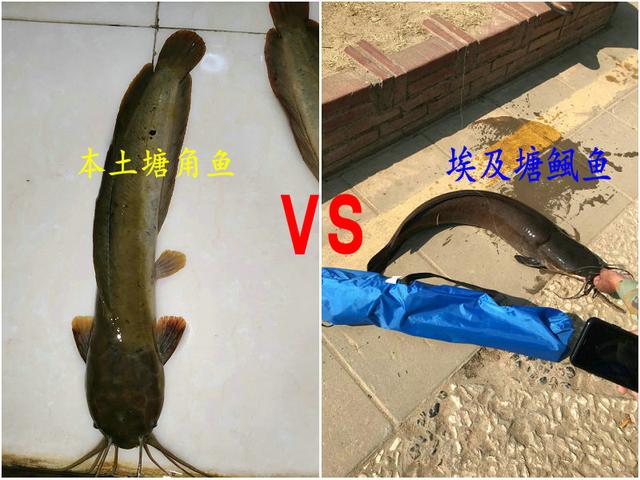 塘鲺鱼