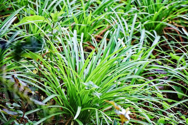 家庭种植韭菜易烂根死苗的原因及解决方法1