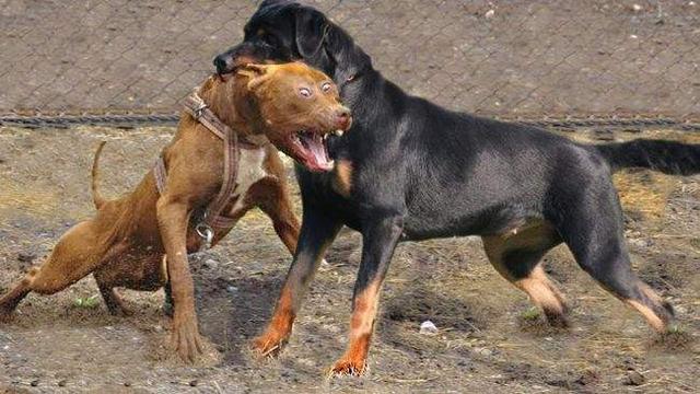 罗威纳犬性格