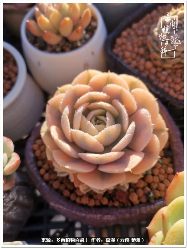 玉蝶铜芯电线价格表4平方,玉蝶铜芯线今日价格