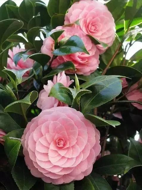 山茶花图片