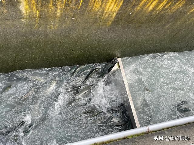 夢幻荒野阿拉斯加（14）Valdez看熊抓魚和三文魚洄遊