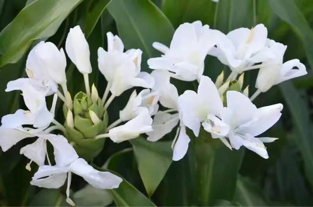 姜花 不是生姜的花哦 全网搜