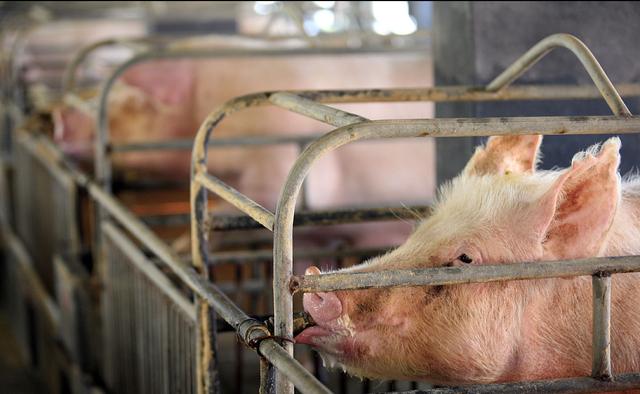 今日猪价猪头多少钱，西安猪头价格今日价