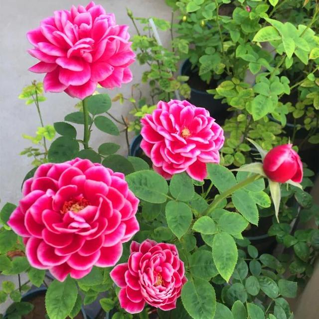 美丽的鲜花，姹紫嫣红，芬芳扑鼻，令人心情愉悦