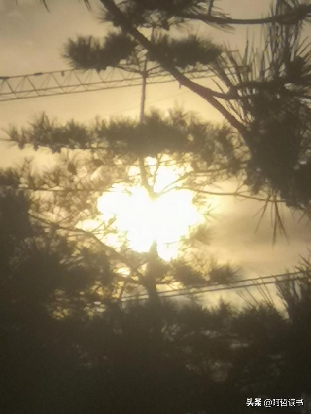 霞光唱晚，落日照松间，夕阳美无限