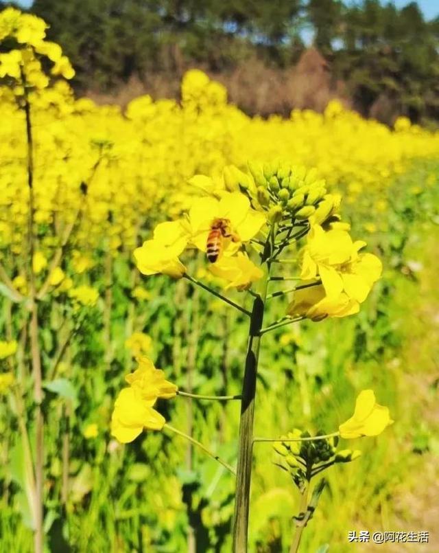 油菜花的花语