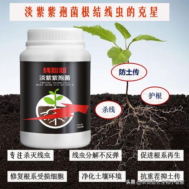 梨树防治线虫病的有效措施有哪些？灭杀梨树线虫用什么药效果好2